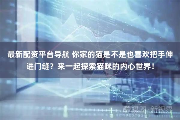 最新配资平台导航 你家的猫是不是也喜欢把手伸进门缝？来一起探索猫咪的内心世界！